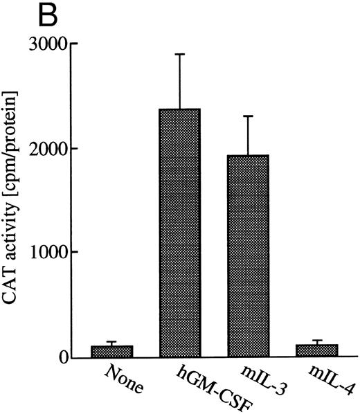 Fig. 1. Induction of transcription of egr-1 by mIL-3 or hGM-CSF in BA/FGMR cells. (A) Induction of egr-1 mRNA was analyzed by Northern blot analysis. Total RNA of BA/FGMR cells stimulated by either mIL-3 or hGM-CSF at the indicated time was subjected to Northern blot analysis using egr-1 cDNA fragment as a probe. (B) Plasmid-containing egr-1 promoter fragment (nts ;k2606 to ;k18) fused to CAT coding region was transfected to BA/FGMR cells, and CAT activities induced by either mIL-3, hGM-CSF, or mIL-4 were analyzed by diffusion analysis, as described in the Materials and Methods.