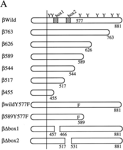 Fig. 2. Analysis of activation of egr-1 and c-fos promoters through various hGMR mutants in BA/F3 cells. egr600CAT plasmid and c-fos-luciferase plasmid were transfected to BA/F3 cells expressing the wild-type hGMR;ga subunit and mutant ;gbc. Mutants of ;gb subunit are schematically shown in (A). CAT activities (▨) or luciferase activities (;bb) induced by hGM-CSF were analyzed as described in the Materials and Methods. (B) The C terminus truncated mutants from amino acid positions 455 to 763, or (C) internal deletions of either box1 or box2 of wild-type ;gbc or phenylalanine substitution of tyr577 of ;gb589 or wild-type ;gbc were used.