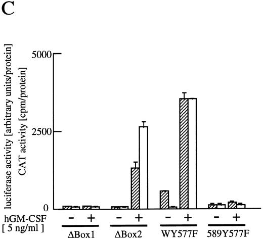 Fig. 2. Analysis of activation of egr-1 and c-fos promoters through various hGMR mutants in BA/F3 cells. egr600CAT plasmid and c-fos-luciferase plasmid were transfected to BA/F3 cells expressing the wild-type hGMR;ga subunit and mutant ;gbc. Mutants of ;gb subunit are schematically shown in (A). CAT activities (▨) or luciferase activities (;bb) induced by hGM-CSF were analyzed as described in the Materials and Methods. (B) The C terminus truncated mutants from amino acid positions 455 to 763, or (C) internal deletions of either box1 or box2 of wild-type ;gbc or phenylalanine substitution of tyr577 of ;gb589 or wild-type ;gbc were used.