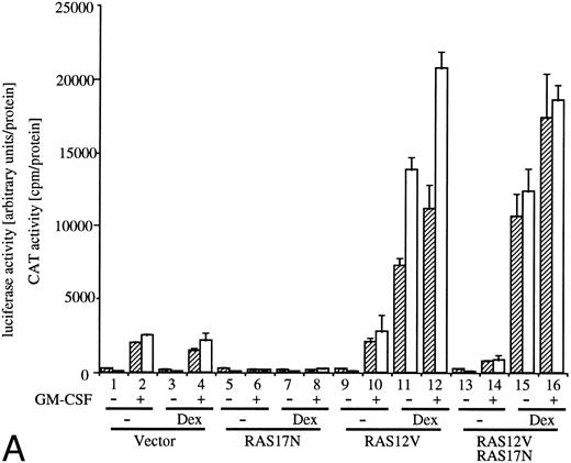 Fig. 3. Analysis of signaling events leading to activation of egr-1 and c-fos promoters. (A) Effects of dn Ras on hGM-CSF=ninduced activation of egr-1 and c-fos promoters. The egr600CAT (3 ;gmg) and c-fos-luciferase (2 ;gmg) plasmids were transfected to BA/FGMR cells either alone or in combination with 5 ;gmg of SR;ga-Ras17N, MMTV-Ras12V, or vector. Cells were divided to 6 samples and resuspended in mIL-3 free media with or without dexamethasone (final, 2 ;gmmol/L) after transfection. Cells were cultured for 5 hours and then stimulated with 5 ng/mL of hGM-CSF. CAT (▨) and luciferase (;bb) activities were analyzed as described in the Materials and Methods. (B) Effects of ;gDJAK1 or ;gDJAK2 on activation of egr-1 and c-fos promoters by hGM-CSF. Either alone or in combination with ;gDJAK1, ;gDJAK2, or wild-type JAK2, plasmids were transfected with egr600CAT and c-fos-luciferase plasmids. After depletion of mIL-3 for 5 hours, cells were stimulated for 5 hours with hGM-CSF (5 ng/mL) and were harvested. CAT (▨) and luciferase (;bb) activities were analyzed as described.