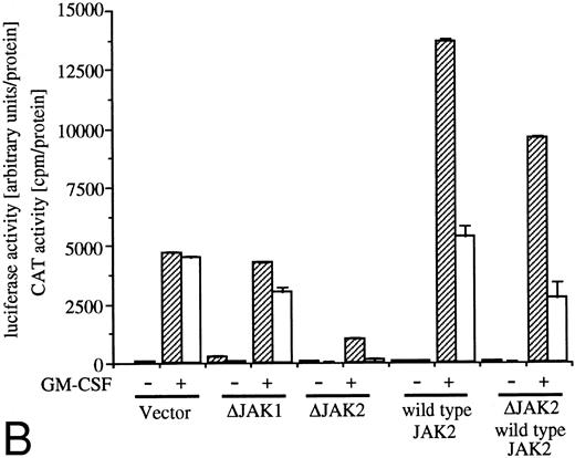 Fig. 3. Analysis of signaling events leading to activation of egr-1 and c-fos promoters. (A) Effects of dn Ras on hGM-CSF=ninduced activation of egr-1 and c-fos promoters. The egr600CAT (3 ;gmg) and c-fos-luciferase (2 ;gmg) plasmids were transfected to BA/FGMR cells either alone or in combination with 5 ;gmg of SR;ga-Ras17N, MMTV-Ras12V, or vector. Cells were divided to 6 samples and resuspended in mIL-3 free media with or without dexamethasone (final, 2 ;gmmol/L) after transfection. Cells were cultured for 5 hours and then stimulated with 5 ng/mL of hGM-CSF. CAT (▨) and luciferase (;bb) activities were analyzed as described in the Materials and Methods. (B) Effects of ;gDJAK1 or ;gDJAK2 on activation of egr-1 and c-fos promoters by hGM-CSF. Either alone or in combination with ;gDJAK1, ;gDJAK2, or wild-type JAK2, plasmids were transfected with egr600CAT and c-fos-luciferase plasmids. After depletion of mIL-3 for 5 hours, cells were stimulated for 5 hours with hGM-CSF (5 ng/mL) and were harvested. CAT (▨) and luciferase (;bb) activities were analyzed as described.