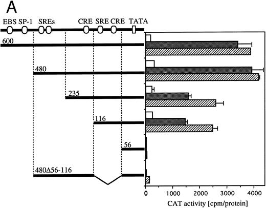 Fig. 4. Requirement of cis-sequence of egr-1 and c-fos promoter for IL-3=n or GM-CSF=ninduced transcriptional activation. (A) Various egr-1 promoter CAT constructs were transfected into BA/FGMR cells and cells were stimulated with either mIL-3 or hGM-CSF. (B) Upper panel: plasmids with various lengths of the c-fos promoter fused to the CAT coding region were transfected into BA/FGMR cells. The CAT activities induced by mIL-3 or hGM-CSF were analyzed by diffusion analysis. Lower panel: CAT activities induced by IL-3/GM-CSF in BA/FGMR cell of the c-fos promoter fragments fused to TK-minimal promoter and CAT coding region were analyzed as described. CAT activities induced by mIL-3 () or hGM-CSF (▨) were analyzed by diffusion analysis. (;bb) CAT value of unstimulated cells (A and B).