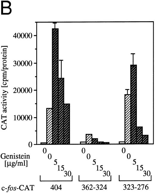Fig. 5. Effects of the tyrosine kinase inhibitor genistein on egr-1 and c-fos promoter activities in BA/FGMR cells. (A) egr600CAT and c-fos-luciferase plasmids were transfected into BA/FGMR cells and the indicated concentrations of genistein were added to cells 30 minutes before stimulation. hGM-CSF=ninduced CAT activities (▨) and luciferase activities (;bb) were analyzed as described in the Materials and Methods. (B) Effects of genistein on various c-fos-CAT plasmid activities. The c-fos-TK-CAT plasmids were transfected into BA/FGMR cells and the effects of genistein were analyzed. The white bar indicates CAT value of unstimulated cells, and GM-CSF=ninduced CAT activities with () or without (▨) genistein were represented.