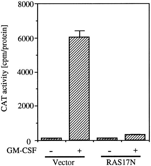 Fig. 6. Effects of dominant negative Ras on SRE/AP-1 activity of c-fos promoter induced by hGM-CSF. The c-fos promoter fragment (nt ;ms 323 to ;ms276) fused to TK-CAT plasmid was transfected to BA/FGMR cells with either SR;ga dn Ras or vector control plasmids. After depletion of mIL-3 for 5 hours, cells were stimulated with hGM-CSF for another 5 hours. CAT activity was analyzed by diffusion assay.