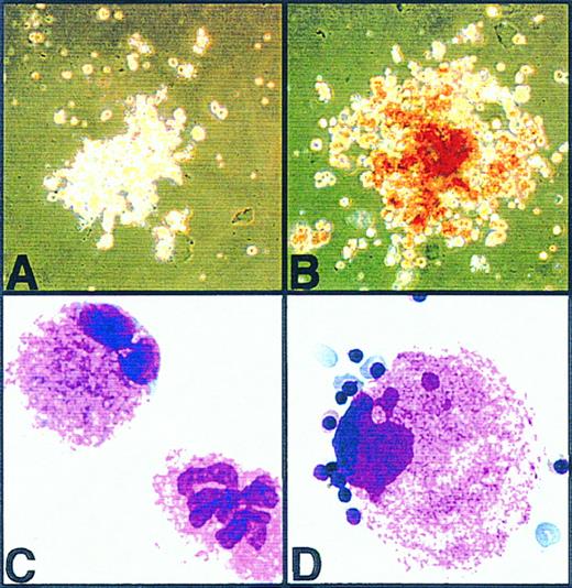 Fig. 1. Photographs of phase-contrast microscopy and May-Giemsa staining of the colonies developed from day-10.5 mouse yolk sac cells. (A) and (C) show a pure megakaryocytic colony developed in the semisolid medium containing TPO (10 ng/mL) only. (B) and (D) show an erythro-megakaryocytic colony developed in medium containing Epo (2 U/mL) and TPO (10 ng/mL).
