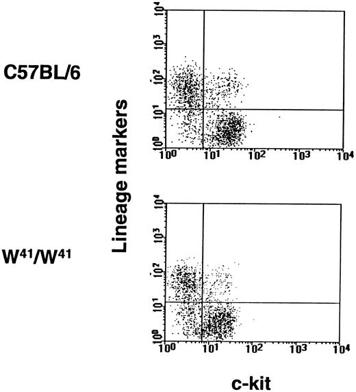 Fig. 1. Proportions of Sca-1+Lin− cells in the FL of 14.5-dpc W41/W41 and +/+ embryos. Distribution of viable (PI−) Sca-1+ cells with low forward and orthogonal light scattering properties gated as previously described36 and plotted here according to their expression of c-kit and a combination of lineage markers. Gates shown correspond to the levels of fluorescence shown by 99% of unstained control cells.
