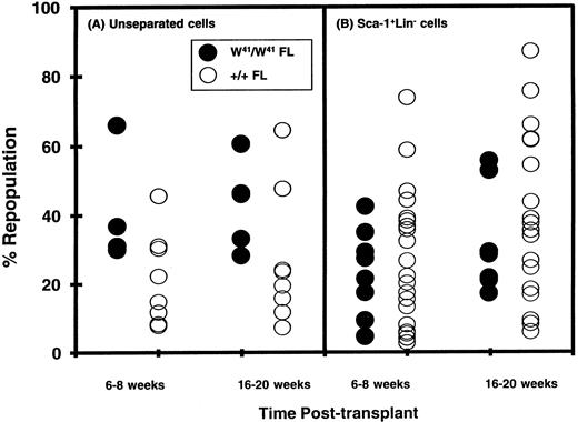 Fig. 2. Levels of reconstitution of irradiated +/+ recipients of low numbers of 14.5-dpc W41/W41 or +/+ FL cells in a standard CRU assay protocol. Values shown are the proportion of W41/W41-derived or +/+-derived WBCs at either 6 to 8 or 16 to 20 weeks posttransplant in individual positive recipients from groups in which ≥37% of the mice were negative when examined at either 6 to 8 or 16 to 20 weeks posttransplantation. Some of the values shown for recipients injected with +/+ FL cells have been taken from a previous publication.36
