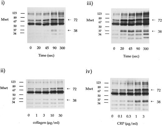 Fig. 1. Dose-response and time course studies of collagen and CRP stimulation of tyrosine phosphorylation. Platelets (4 × 108/mL) were stimulated with collagen or CRP as indicated. Whole cell lysates were resolved on 10% SDS-PAGE and immunoblotted using antiphosphotyrosine MoAb 4G10. Time-matched ECL exposures of platelets stimulated by collagen (i and ii) and CRP (iii and iv) are shown. The time course of tyrosine phosphorylation stimulated by collagen (30 μg/mL) and CRP (3 μg/mL) are shown in (i) and (iii), respectively. The concentration response relationship (90 seconds of incubation) for tyrosine phosphorylation by collagen and CRP are shown in (ii) and (iv), respectively. The time course and dose-response relationships were determined on separate donors. Similar results were observed on 10 donors.