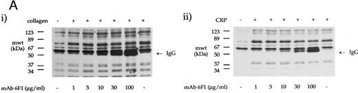 Fig. 3. The effect of antibodies to the integrin α2β1 on tyrosine phosphorylation. (A) Platelets were stimulated with (i) collagen (30 μg/mL) or (ii) CRP (3 μg/mL) for 90 seconds in the presence of MoAb 6F1 (1 to 100 μg/mL) and subsequently analyzed by immunoblotting using the antiphosphotyrosine MoAb 4G10 as described in the Materials and Methods. MoAb 6F1 was administered 5 minutes before the agonist. ECL exposures from collagen-stimulated platelets were exposed for a longer period than that from CRP-stimulated cells, as indicated by the greater number of bands in the basal lane. The location of the heavy chain of MoAb 6F1 (IgG) is indicated by the arrow. (B) Tyrosine phosphorylation of syk and PLCγ2 in the presence of antibodies to the integrin α2β1 . Samples were immunoprecipitated using antibodies to (i) syk and (ii) PLCγ2 as described in the Materials and Methods before immunoblotting with MoAb 4G10. Samples were incubated with MoAb 6F1 (30 μg/mL) or MoAb 13 (5 μg/mL) for 5 minutes before the addition of agonist. Results are representative of two experiments.