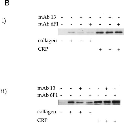 Fig. 3. The effect of antibodies to the integrin α2β1 on tyrosine phosphorylation. (A) Platelets were stimulated with (i) collagen (30 μg/mL) or (ii) CRP (3 μg/mL) for 90 seconds in the presence of MoAb 6F1 (1 to 100 μg/mL) and subsequently analyzed by immunoblotting using the antiphosphotyrosine MoAb 4G10 as described in the Materials and Methods. MoAb 6F1 was administered 5 minutes before the agonist. ECL exposures from collagen-stimulated platelets were exposed for a longer period than that from CRP-stimulated cells, as indicated by the greater number of bands in the basal lane. The location of the heavy chain of MoAb 6F1 (IgG) is indicated by the arrow. (B) Tyrosine phosphorylation of syk and PLCγ2 in the presence of antibodies to the integrin α2β1 . Samples were immunoprecipitated using antibodies to (i) syk and (ii) PLCγ2 as described in the Materials and Methods before immunoblotting with MoAb 4G10. Samples were incubated with MoAb 6F1 (30 μg/mL) or MoAb 13 (5 μg/mL) for 5 minutes before the addition of agonist. Results are representative of two experiments.