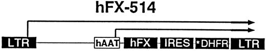 Fig. 1. Retroviral vector hFX-514. hFX-514 contains the hAAT promoter, hFX cDNA, and 1.2-kb IRES-mutant *DHFR cassette. The size of the mRNAs that initiate from the LTR or the hAAT promoter is indicated.