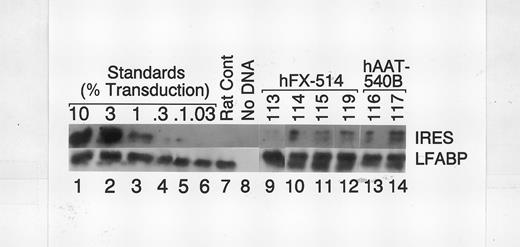 Fig. 3. DNA and RNA analysis of retroviral vector-transduced rat livers. A rat liver biopsy was performed at 6 weeks after retroviral transduction, and DNA and RNA were isolated. (A) DNA analysis. PCR was performed using primers specific for retrovirus (IRES) and rat genomic DNA (LFABP).16 Southern blot was performed using an IRES probe followed by stripping and hybridization with an LFABP probe. Standards (lanes 1 through 6) contain DNA from NIH 3T3 cells with 1 copy of the retrovirus per cell diluted with DNA from a nontransduced rat liver. The number above each lane represents the percentage of DNA that was derived from the singly transduced NIH 3T3 cells. Lane 7 shows DNA from a nontransduced rat, whereas lane 8 shows a sample that had no DNA added. Lanes 9 through 12 show DNA from hFX-514–transduced rats. The animal number is listed above each lane. Lanes 13 and 14 show DNA derived from hAAT-540B–transduced rats. (B) Northern blot analysis. Northern blot analysis was performed using 1 μg of poly-A–selected RNA (human liver sample), 5 μg of poly-A–selected RNA (all rat liver samples), or 10 μg of total cellular RNA (NIH 3T3 cells). The blot was hybridized with an hFX probe, and a 14-hour (lanes 1 through 10) or a 4-hour (lanes 11 and 12) autoradiogram was obtained. Lane 1 shows RNA from a normal human liver. The position of the endogenous 2.2-kb hFX mRNA is marked on the right by “Endog.” Lanes 2 through 5 show RNA from hFX-514–transduced rats, with the animal number listed above each lane. The position of the 5.1-kb LTR-initiated retroviral transcript (LTR-RV) and the 3.7-kb internal promoter-initiated retroviral transcript (Int-RV) are shown. Lane 6 (Rat) shows nontransduced rat liver RNA. Lanes 7 and 8 show RNA from hAAT-540B–transduced rats. Lane 10 shows RNA from hFX-514–transduced NIH 3T3 cells. Lanes 11 and 12 show a shorter exposure of the samples in lanes 10 and 3, respectively.