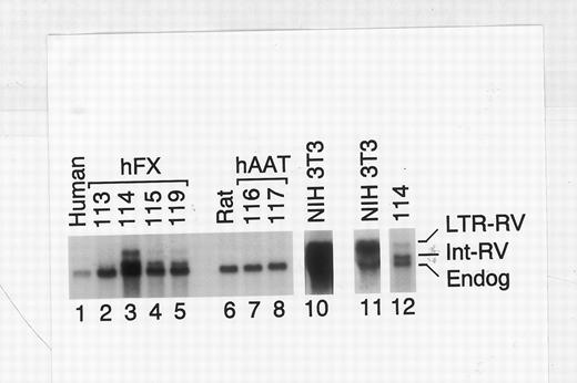 Fig. 3. DNA and RNA analysis of retroviral vector-transduced rat livers. A rat liver biopsy was performed at 6 weeks after retroviral transduction, and DNA and RNA were isolated. (A) DNA analysis. PCR was performed using primers specific for retrovirus (IRES) and rat genomic DNA (LFABP).16 Southern blot was performed using an IRES probe followed by stripping and hybridization with an LFABP probe. Standards (lanes 1 through 6) contain DNA from NIH 3T3 cells with 1 copy of the retrovirus per cell diluted with DNA from a nontransduced rat liver. The number above each lane represents the percentage of DNA that was derived from the singly transduced NIH 3T3 cells. Lane 7 shows DNA from a nontransduced rat, whereas lane 8 shows a sample that had no DNA added. Lanes 9 through 12 show DNA from hFX-514–transduced rats. The animal number is listed above each lane. Lanes 13 and 14 show DNA derived from hAAT-540B–transduced rats. (B) Northern blot analysis. Northern blot analysis was performed using 1 μg of poly-A–selected RNA (human liver sample), 5 μg of poly-A–selected RNA (all rat liver samples), or 10 μg of total cellular RNA (NIH 3T3 cells). The blot was hybridized with an hFX probe, and a 14-hour (lanes 1 through 10) or a 4-hour (lanes 11 and 12) autoradiogram was obtained. Lane 1 shows RNA from a normal human liver. The position of the endogenous 2.2-kb hFX mRNA is marked on the right by “Endog.” Lanes 2 through 5 show RNA from hFX-514–transduced rats, with the animal number listed above each lane. The position of the 5.1-kb LTR-initiated retroviral transcript (LTR-RV) and the 3.7-kb internal promoter-initiated retroviral transcript (Int-RV) are shown. Lane 6 (Rat) shows nontransduced rat liver RNA. Lanes 7 and 8 show RNA from hAAT-540B–transduced rats. Lane 10 shows RNA from hFX-514–transduced NIH 3T3 cells. Lanes 11 and 12 show a shorter exposure of the samples in lanes 10 and 3, respectively.