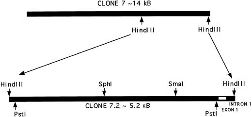 Fig. 2. Characterization of a genomic clone containing the 5′-flanking region of the PECAM-1 gene. The map of Clone 7.2 (5.2 kb) indicates the relative position of selected introns and exons, as well as the restriction sites for several enzymes. As shown, digestion with Pst I, Sph I, or Sma I, alone or in combination with HindIII, yielded the following fragments: Pst I to Pst I (4.7 kb), Sph I to HindIII (2.8 kb), and Sma I to HindIII (1.5 kb). These fragments were subcloned into the vector pGEM7 for sequence analysis.