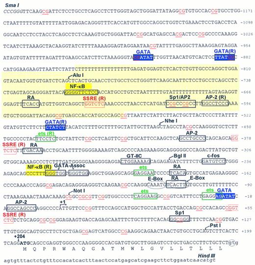Fig. 3. Sequence and structural features of the 5′-flanking region of the PECAM-1 gene. The 1,588-bp sequence shown contains 1,252 bases of the 5′-flanking region of the PECAM-1 gene, as well as the 5′ untranslated region, exon 1 and the beginning of intron 1. All numbering is relative to the Transcription Initiation Site (arrow at +1). The translated protein sequence corresponding to exon 1 is shown as single letter amino acids. Putative regulatory elements are boxed and labeled, and selected restriction enzymes sites used in subcloning this fragment, either in part or in its entirety, are also shown. GATA elements potentially involved in transcriptional regulation of the PECAM-1 promoter are shown in white against a blue background. An Alu sequence spanning nucleotides −859 to −557 is backshadowed in yellow, and contains one of three putative SSREs (shown in red). The ATG translation start site at +205 is shown in bold.