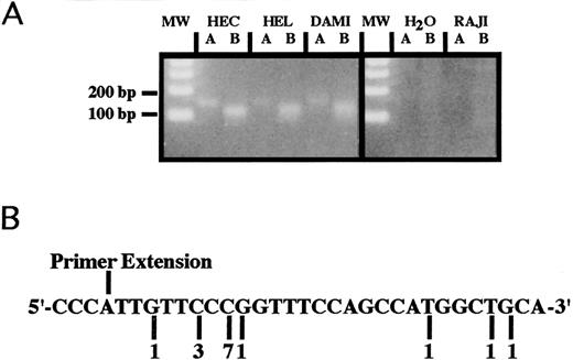 Fig. 4. Identification of multiple transcription initiation sites for the PECAM-1 gene. (A) 5′-RACE analysis. Total RNA was isolated from HUVEC, HEL, and Dami cells, all which express PECAM-1, as well as from the PECAM-1-negative Raji cell line. 5′-RACE analysis was conducted using a forward primer complementary to the anchor together with one of two different antisense primers, beginning either 63 bp upstream from the major TIS (lanes A) or 101 bp upstream from the TIS (lanes B), as described in Materials and Methods. The resulting PCR products were separated by agarose gel electrophoresis and visualized by ethidium bromide staining. (A) and (B) represent the two separate primer sets used (see Materials and Methods). As shown, HUVECs and HEL and Dami cells yielded comparably sized products, indicating that all three cell lines use the same region for transcription initiation. Note that the bands on the gel are somewhat broad, suggesting that a number of closely spaced PCR products might exist within each band. Raji cells showed no specific amplification products. (B) Sequence analysis of the 5′-RACE products. The 5′-RACE products shown in (A) were excised, subcloned, and sequenced. A summary of the 5′-termini derived from sequencing 15 individual clones is shown. The number under a specific nucleotide indicates the number of clones whose 5′-end corresponded to that particular base. The TIS, as previously determined by primer extension analysis,28 is shown above the sequence. Based on the 5′-RACE data, it appears that transcription of the PECAM-1 gene initiates at several closely spaced sites within this region.