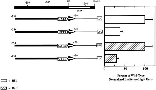 Fig. 6. The GATA element at position −24 contributes to the transcriptional activity of the PECAM-1 promoter. HEL and Dami cells were transfected with the reporter constructs shown and cellular lysates assayed for luciferase activity to access transcriptional activity. Note that substitution of the sequence 5′-CTTT-3′ for the wild-type 5′-GATA-3′ resulted in a 70% reduction in PECAM-1 promoter activity in both megakaryocytic cell lines. PECAM-1-negative Raji cells showed no transcriptional activity when transfected with either reporter construct (data not shown). Data shown represent the mean ± SEM of three independent experiments, each performed in duplicate.