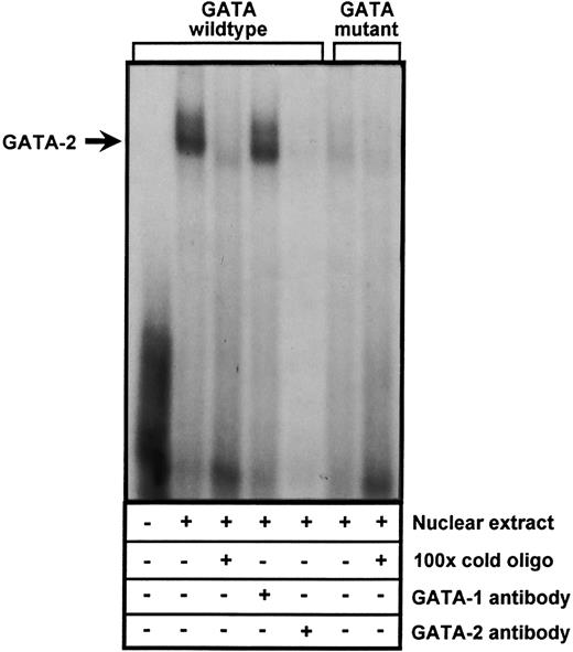 Fig. 7. Binding of the transcription factor, GATA-2, to the −24 GATA element of the PECAM-1 promoter. Nuclear extracts derived from DAMI cells were incubated with a 32P-labeled double-stranded oligonucleotide containing either a GATA consensus binding site (lanes 2 to 5) or a mutated CTTT sequence in its place (lanes 6 and 7). Competition reactions were performed using a 100-fold molar excess of unlabeled double-stranded oligonucleotide containing either the wild-type (lane 3) or mutant CTTT sequence (lane 7). Immunodepletion studies (lanes 4 and 5) were conducted by preincubating the nuclear extracts with 1 μg of a monoclonal antibody specific for either GATA-1 (lane 4) or GATA-2 (lane 5). Note that a GATA-2-specific DNA-protein complex (arrow) forms only when the GATA sequence is present. Comparable results were obtained using nuclear extracts derived from HEL cells (data not shown).
