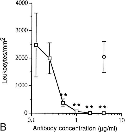 Fig. 2. Inhibition of leukocyte adhesion by infusion of the anti–P-selectin antibody (WAPS12.2) to the flowing blood. Experimental conditions are described in the legend to Fig 1, except that the infusion solutions also contained anti–P-selectin antibody or the control antibody pl48 (nonblocking antibody directed against the GPIIb subunit) or buffer alone (controls). (A) Leukocyte adhesion to platelet thrombi as determined by morphometrical analysis of cross sections. (B) Leukocyte adhesion to platelet monolayers, quantified on an image analysis system after leukocyte staining. (□), anti-P-selectin antibody WAPS12.2; (○), control antibody pl48. The control value (buffer alone) for platelet thrombi was 42.6 ± 9.8 leukocytes/10 mm cross section, and that for platelet monolayers was 2,570 ± 311 leukocytes/mm2. The values are the mean ± SEM of 4 to 19 coverslips. Comparison with control values (buffer alone) by unpaired Student's t-test: *, P < .02; **, P < .001.