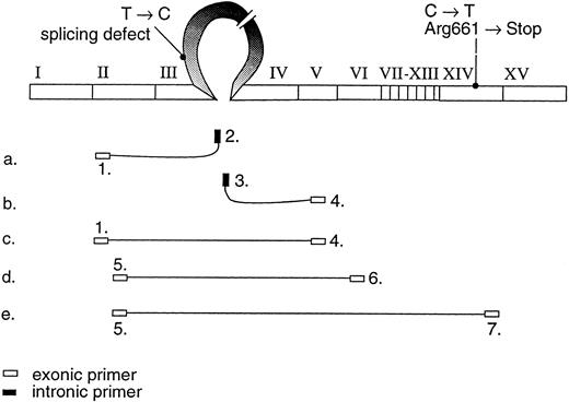 Fig. 2. The position of the primers used to study the variant mRNA transcripts shown on the cDNA profile.