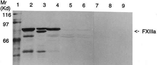 Fig. 6. Western blot analysis of platelet homogenates from a healthy donor and FXIII-deficient patients. Lane 1, Mr marker proteins; lane 2, FXIIIA 2.5 μg; lane 3, partially acivated FXIIIA 2.5 μg; lane 4, homogenate of control platelets, 50 μg protein, lanes 5 and 6, homogenates of FXIII-deficient platelets (patients II-1 and II-3, respectively), 125 μg protein; lanes 7 to 9, same as lanes 4 to 6, but incubated with nonimmune rabbit serum. In both the patients a minute amount of full-length FXIII A-subunit can be detected.