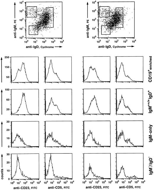 Fig. 3. Fluorescence analysis of CD5 and CD23 expression of human PB B-cell subsets. CD19+-enriched B cells (96% and 98% purity, respectively) were stained with anti-IgM-PE, IgD-CyChrome, and anti-CD5-FITC or anti-CD23-FITC. (Top) Windows were set around the IgM+/++IgD+, IgM++IgD−, and IgM−IgD− (mostly representing IgG+ and IgA+ cells) populations and analyzed for CD5 and CD23 staining within the respective fractions. (Histograms) CD5 and CD23 stainings of the CD19-enriched cell suspension (upper row) and the corresponding analyses of the B-cell subsets.