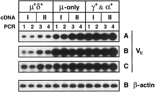 Fig. 5. Comparative PCR of cDNAs generated from PB B-cell subsets of three donors. Shown are bands corresponding to Vκ-Cκ PCR products derived from the PB B-cell subsets of donors A to C and the bands corresponding to β-actin PCR-products derived from the respective subsets of donor B. IgM+IgD+, IgM++IgD−, and IgG+ and IgA+ B-cell subsets and sample numbers of cDNA and PCR mixtures are indicated. Five thousand CE per cDNA mixture were amplified in separate reactions with Vκ-Cκ and β-actin primers.
