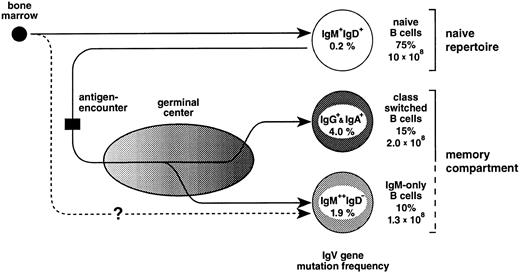 Fig. 6. The peripheral blood B-cell repertoire in humans and its presumptive generation. Naive B cells, the precursors of GC B cells, become activated by antigen and subsequently establish GCs. In the course of the GC reaction, class-switched and IgM-only B cells carrying antibody mutants are generated and, after selection, released into the periphery as memory B cells (upper pathway, see also text). The lower pathway represents a GC-independent generation of IgM-only cells. For the determination of mutation frequencies, sequences from previous studies16 and the present work (Table 1 and Fig 2) were considered. Indicated are also the percentages of the various subsets among PB B cells and total cell numbers in the PB of a normal adult (for calculation, see text).