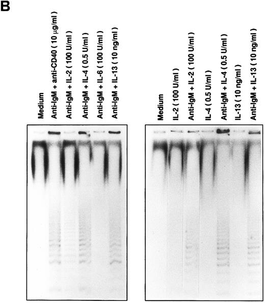 Fig. 1. Induction of telomerase activity in normal B cells. Intrinsic telomerase activity was measured by TRAP assay as described in Materials and Methods. (A) Purified B cells from tonsils were stimulated in vitro with soluble goat antihuman IgM Ab (10 μg/mL), goat antihuman IgM Ab bound to beads (10 μg/mL), anti-CD40 MoAb (10 μg/mL) or soluble anti-IgM Ab plus anti-CD40 MoAb for 2 days. (B) Tonsillar B cells were stimulated with various kinds of cytokines in the presence or absence of soluble anti-IgM Ab (10 μg/mL) for 2 days. TRAP assay was performed using the lysate from cells that showed equivalent proliferation. (C) Telomerase activity was measured at the points of 12, 24, 48, 72, 96, 120, 144, and 168 hours after the stimulation with soluble anti-IgM Ab plus anti-CD40 MoAb.