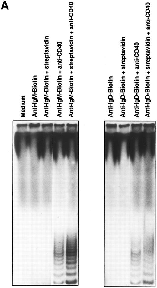 Fig. 2. Induction of telomerase activity in B cells of tonsils and PBLs. (A) Tonsillar B cells were stimulated with either biotin-labeled mouse antihuman IgM MoAb (10 μg/mL) or biotin-labeled mouse antihuman IgD MoAb (10 μg/mL) in combination with anti-CD40 MoAb (10 μg/mL). Streptavidin (20 μg/mL) was used for the hypercross-linkage of BCR. (B) B cells of tonsils and PBLs from the same donor were stimulated for 2 days with the various stimulatory reagents indicated. After stimulation, TRAP assay was conducted.