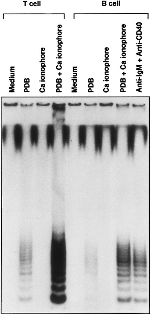 Fig. 3. Involvement of PKC-mediated and Ca-dependent signals in the induction of telomerase activity. Purified T and B cells from the same donor were stimulated in vitro with PDB (20 ng/mL), Ca ionophore (0.1 μg/mL), or both of them for 2 days. The response of B cells, stimulated with soluble anti-IgM Ab plus anti-CD40 MoAb was compared parallel.