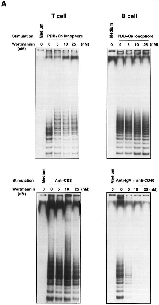 Fig. 4. Effect of Wortmannin on the proliferation and telomerase activity in stimulated lymphocytes. Purified tonsillar B and T cells from the same donor were pretreated for 30 minutes in the presence of various concentrations of Wortmannin and were stimulated for 2 days with either one of the combination of PDB plus Ca ionophore or soluble anti-IgM Ab plus anti-CD40 MoAb for B cells or PDB plus Ca ionophore or anti-CD3 MoAb for T cells. After the culture, TRAP assay was performed (A). / Relative increase of telomerase activity was determined by densitometric scanning on the autoradiography film by focusing on the ladder bands. Relative intensity was calculated using the positive control with anti-IgM Ab and anti-CD40 MoAb stimulation as 100% and the negative control without any stimulation as 0%. The mean and standard deviation (SD) are given for extracts that were assayed twice. Cell proliferation assay was performed as described in Materials and Methods. The data are shown by the mean ± SD of triplicate assay performed in two separate experiments (B).