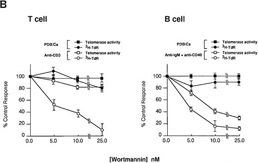 Fig. 4. Effect of Wortmannin on the proliferation and telomerase activity in stimulated lymphocytes. Purified tonsillar B and T cells from the same donor were pretreated for 30 minutes in the presence of various concentrations of Wortmannin and were stimulated for 2 days with either one of the combination of PDB plus Ca ionophore or soluble anti-IgM Ab plus anti-CD40 MoAb for B cells or PDB plus Ca ionophore or anti-CD3 MoAb for T cells. After the culture, TRAP assay was performed (A). / Relative increase of telomerase activity was determined by densitometric scanning on the autoradiography film by focusing on the ladder bands. Relative intensity was calculated using the positive control with anti-IgM Ab and anti-CD40 MoAb stimulation as 100% and the negative control without any stimulation as 0%. The mean and standard deviation (SD) are given for extracts that were assayed twice. Cell proliferation assay was performed as described in Materials and Methods. The data are shown by the mean ± SD of triplicate assay performed in two separate experiments (B).