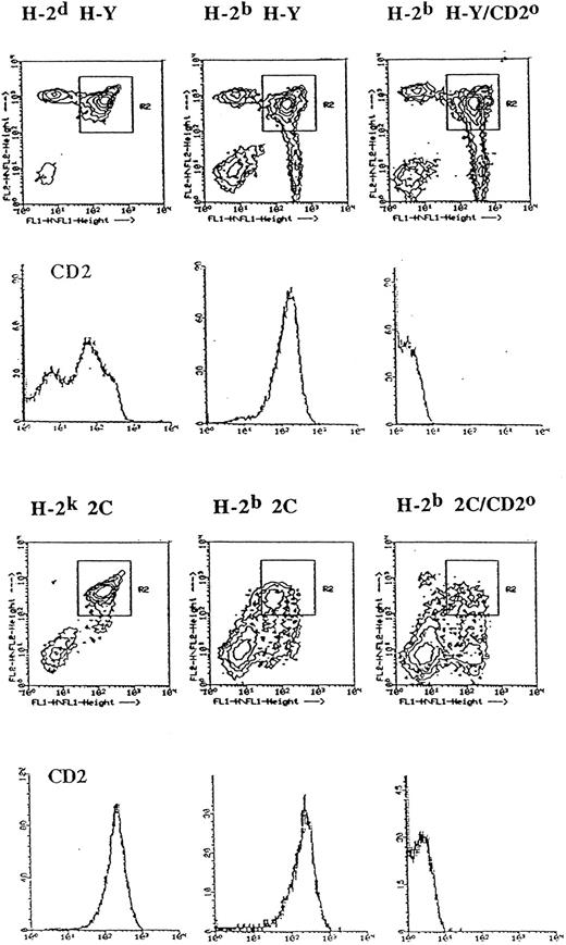 Fig. 1. CD2 expression level on CD4+CD8+ thymocytes in TCR transgenic mice is influenced by the MHC of the thymus. Thymocytes from the indicated mice were stained with phycoerythrin-labeled anti-CD4, fluorescein isothiocyanate-labeled anti-CD8, and biotinylated MoAb specific for CD2 followed by Streptavidin Tricolor and analyzed in the FACScan flow cytometer. A total of 30,000 events were collected. The contour plots indicate CD4 (FL2) and CD8 (FL1) expression levels by thymocytes from the indicated TCR transgenic mice on different MHC backgrounds with or without the CD2 null mutation (CD2o). The histograms directly below the individual contour plots denote CD2 expression level (X-axis) of CD4+CD8+ thymocytes (R2 gate) from the indicated mice. The Y-axis of the histograms denote relative cell number.