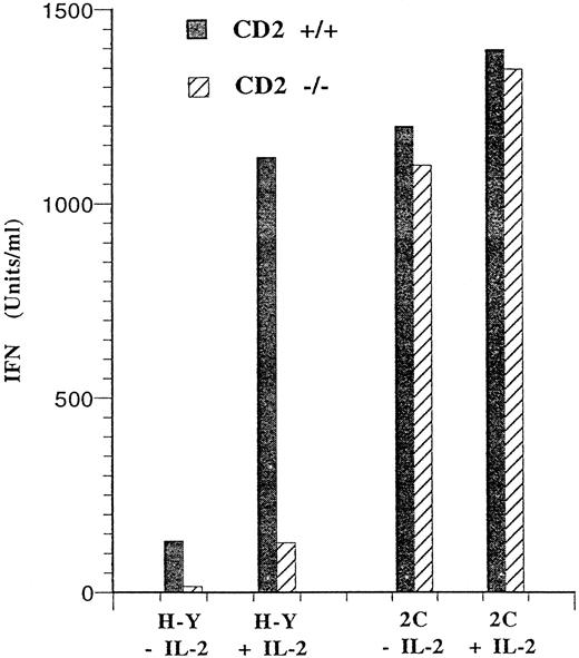 Fig. 6. Differential requirement for CD2 in IFN-γ production by antigen-stimulated CD4−CD8+ T cells. A total of 1 × 105 CD4−CD8+ lymph node cells from H-2b H-Y mice were stimulated with 1 × 106 B6 male spleen cells in a volume of 0.2 mL with or without IL-2 (20 U/mL). The supernatants from these cultures were collected after 40 hours. The amount of IFN-γ present in the supernatants from H-Y cells with or without the CD2 null mutation are shown. The same experiment was performed for CD4−CD8+ thymocytes or lymph node cells from H-2b 2C mice except that these cells were stimulated with 1 × 106 (C57BL/6xDBA/2)F1 spleen cells. The amount of IFN-γ produced by lymph node cells from H-Y and 2C mice was less than 10 U/mL when these cells were stimulated with female B6 spleen cells (data not shown).
