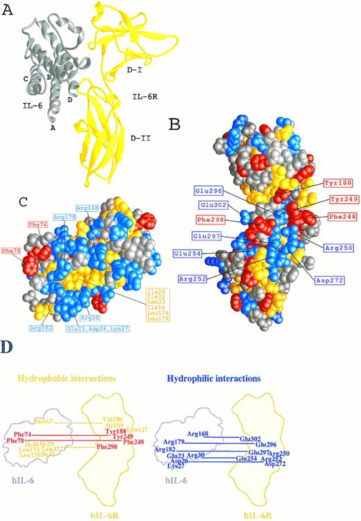 Fig. 1. The three-dimensional model of the hIL-6/hIL-6R complex. (A) A ribbon representation of hIL-6 in grey bound to shIL-6R in yellow (side view). (B and C) Space-fill representations showing the complementary structural and functional epitopes for the binding of hIL-6 onto the predicted structure of hIL-6R (B) and for the binding of hIL-6R onto the predicted structure of hIL-6 (C). Side chains are colored according to their chemical properties: aromatic, red; hydrophobic, yellow; hydrophilic, blue; and polar-uncharged, grey. (D) A schematic illustration of the hydrophobic and hydrophilic interactions predicted in the hIL-6/hIL-6R binding interface. hIL-6R and hIL-6 are positioned as in (B) and (C), respectively.