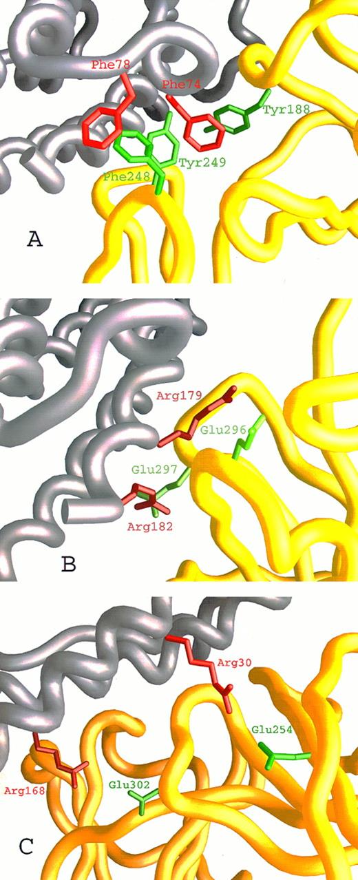 Fig. 2. Close-up on the hIL-6/hIL-6R binding interface according to our model. hIL-6 is colored grey and hIL-6R is colored yellow. Side chains of residues contributed by hIL-6 are red, whereas those contributed by hIL-6R are green. (A) The hydrophobic and aromatic cluster consisting of Tyr188, Phe248, and Tyr249 from the EF and B′C′ loops of hIL-6R and Phe74 and Phe78 from the AB loop of hIL-6. (B and C) Hydrophilic interactions. (B) Glu296 and Glu297 from the F′G′ loop of hIL-6R interact with Arg179 and Arg182 from the end of the D-helix of hIL-6. (C) Glu254 from the beginning of the C′-β-strand and Glu302 from the F′G′ loop of hIL-6R interact with Arg30 from the A-helix and Arg168 from the D-helix of hIL-6, respectively.