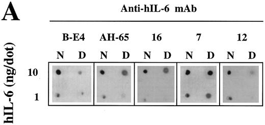 Fig. 6. Analysis of the structural integrity of the hIL-6 mutants using conformation-dependent anti–hIL-6 MoAbs. (A) Differential recognition of dot blots of native (N) and denatured (D) WT hIL-6 by anti–hIL-6 MoAbs. Dot blot analysis was performed at two concentrations of untreated (native) or boiled hIL-6. Boiling was performed in the presence of 0.1% SDS and 0.167% (vol/vol) β-mercaptoethanol for 7 minutes (denatured). Results of one of two independent experiments are shown. Both experiments gave very similar results. (B) Recognition of hIL-6 mutants by three different conformation-dependent anti–hIL-6 MoAbs as determined by sandwich ELISA. The concentrations of equal amounts of each hIL-6 variant were determined using microtiter plates coated with either anti–hIL-6 MoAbs AH-65 or MoAb 16 as phase and biotinylated anti–hIL-6 MoAb B-E4 as tracer. Results are presented as the percentage of the values obtained for WT hIL-6. Values are the mean ± SD of at least two independent experiments performed in duplicate. ND, not determined.
