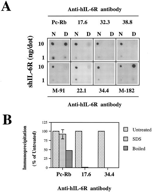 Fig. 7. Analysis of the structural integrity of the shIL-6R mutants using conformation-dependent anti–hIL-6R MoAbs. (A and B) Differential recognition of native (N) and denatured (D) WT shIL-6R by anti–hIL-6R murine MoAbs 17.6, 22.1, 32.3, 34.4, 38.8, M-91, and M-182 and Pc-Rb, a rabbit anti–hIL-6R polyclonal antiserum. (A) Dot blot analysis of two concentrations of untreated (native) or denatured shIL-6R as described in Fig 6A. (B) Immunoprecipitation of equal amounts of S35-labeled shIL-6R by anti–shIL-6R Abs in the absence (untreated) or presence (SDS) of 0.1% SDS or after 10 minutes of boiling (boiled). The amounts of immunoprecipitated shIL-6R were measured and are presented as the percentage of the values obtained with untreated shIL-6R. The effect of boiling was tested once, whereas that of SDS was tested twice. / Analysis of the structural integrity of the shIL-6R mutants using conformation-dependent anti–hIL-6R MoAbs. (C) Recognition of shIL-6R mutants by five different conformation-dependent anti–hIL-6R MoAbs as determined by sandwich ELISA. The concentrations of equal amounts of each shIL-6R variant were determined using microtiter plates coated with anti–hIL-6R MoAbs 22.1, M-182, 34.4, or 17.6 as phase and alkaline-phosphatase conjugated anti–hIL-6R MoAb M-91 as tracer. Results are presented as the percentage of the values obtained for WT shIL-6R. Values are the mean ± SD of at least two independent experiments performed in duplicate. ND, not determined.