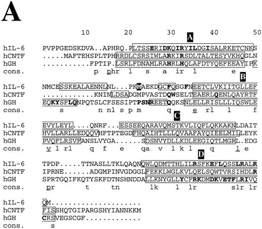 Fig. 8. Structure-based amino acid sequence alignments. (A) Alignment of hIL-6 with hCNTF and hGH. Boxes indicate the location of α-helices according to the corresponding x-ray structures and our model.2425 α-Helices are labeled in white letters over a black background, A through D. Residues in the first receptor binding epitope of each cytokine according to earlier studies,252672 and our results are in bold. Model predictions for which experimental evidence in unavailable or poor are in white letters over a grey background. A consensus (Cons) of at least two is in lower case and of at least three is in lower case and underlined. / Structure-based amino acid sequence alignments. (B) Alignment of hIL-6R with hCNTFR, hGHR, and hPRLR. Arrows indicate the location of β-strands according to the corresponding x-ray structures and our model.25,26 β-Strands are labeled in white letters over a black background, A through G and A′ through G′ for receptor domains I and II, respectively. Residues in the ligand binding epitope of each receptor according to earlier studies,25,26 and our results are in bold. Model predictions for which experimental evidence is unavailable or poor are in white letters over a grey background. A consensus (Cons) of at least two is in lower case and of at least three is in lower case and underlined.