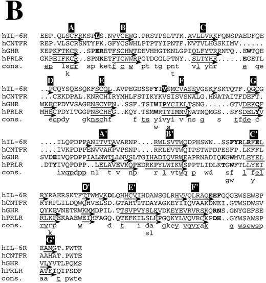 Fig. 8. Structure-based amino acid sequence alignments. (A) Alignment of hIL-6 with hCNTF and hGH. Boxes indicate the location of α-helices according to the corresponding x-ray structures and our model.2425 α-Helices are labeled in white letters over a black background, A through D. Residues in the first receptor binding epitope of each cytokine according to earlier studies,252672 and our results are in bold. Model predictions for which experimental evidence in unavailable or poor are in white letters over a grey background. A consensus (Cons) of at least two is in lower case and of at least three is in lower case and underlined. / Structure-based amino acid sequence alignments. (B) Alignment of hIL-6R with hCNTFR, hGHR, and hPRLR. Arrows indicate the location of β-strands according to the corresponding x-ray structures and our model.25,26 β-Strands are labeled in white letters over a black background, A through G and A′ through G′ for receptor domains I and II, respectively. Residues in the ligand binding epitope of each receptor according to earlier studies,25,26 and our results are in bold. Model predictions for which experimental evidence is unavailable or poor are in white letters over a grey background. A consensus (Cons) of at least two is in lower case and of at least three is in lower case and underlined.