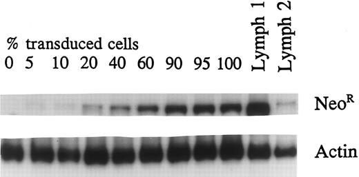 Fig. 2. Quantititative PCR was performed using a transduced, selected lymphoid cell line. DNA from transduced cells was mixed in different proportions with untransduced-cell DNA to generate standard curve. Sample no. 1 is the TK-transduced and G418-selected primary lymphocyte population showing greater than 90% transduction. Sample no. 2 is the transduced unselected population with 16% transduced cells.
