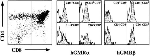 Fig. 1. Cell surface expression of hGMR α and β subunits on thymocyte CD4 and CD8 subsets. Thymocytes from hGMR-tg mice were stained with anti-CD4, anti-CD8, and anti-hGMR α or β antibodies. CD4 and CD8 expression is indicated by dot plot with quadrant shown. Cells within each quadrant were further analyzed for hGMRα subunit (middle group of histograms) and hGMRβ subunit (right-hand group of histograms) expression. Staining profile from wild-type mice is used as background (white), whereas specific receptor staining is indicated by the shaded area.