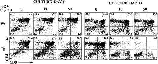 Fig. 3. Effect of hGM-CSF on FTOC development. Day-15 fetal thymic lobes were harvested from hGMR-tg and normal control embryos and placed into FTOC. Lobes were cultured in FTOC-CM alone or with the addition of 10 ng/mL or 50 ng/mL hGM-CSF. FTOC were harvested on days 5 and 11 and examined for expression of CD4 and CD8, as described in the Materials and Methods.