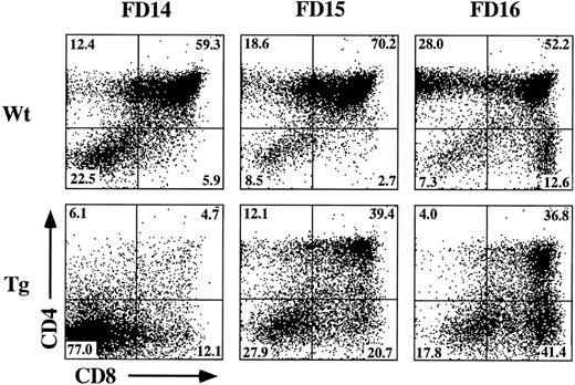 Fig. 4. Effect of hGM-CSF on various gestational ages of fetal thymic lobes. Fetal thymic lobes from fetal day (FD) 14, 15, and 16 embryos were harvested from hGMR-tg and normal control fetuses and placed into FTOC with or without 50 ng/mL hGM-CSF. After 7 days of culture, the cells were harvested and analyzed for the expression of CD4 and CD8. FTOC established from day-14 transgenic lobes showed marked inhibition in the generation of DP cells, whereas day-15 and -16 FTOC generated increasing numbers of DP cells.