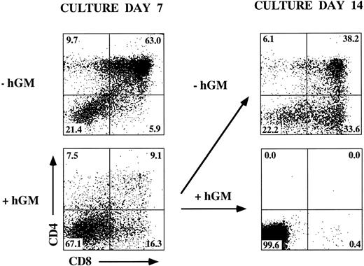 Fig. 5. Release of inhibition with removal of hGM-CSF from FTOC. Day-14 fetal thymic lobes were harvested from hGMR-tg embryos and placed into FTOC with or without 50 ng/mL of hGM-CSF. After 7 days of culture, a set of lobes were harvested and analyzed for the expression of CD4 and CD8. The lobes cultured with hGM-CSF were further divided to two groups. One group of lobes was cultured without hGM-CSF, whereas the other group was left in 50 ng/mL of hGM-CSF. After 7 more days of culture, cultures were harvested and analyzed for the expression of CD4 and CD8.