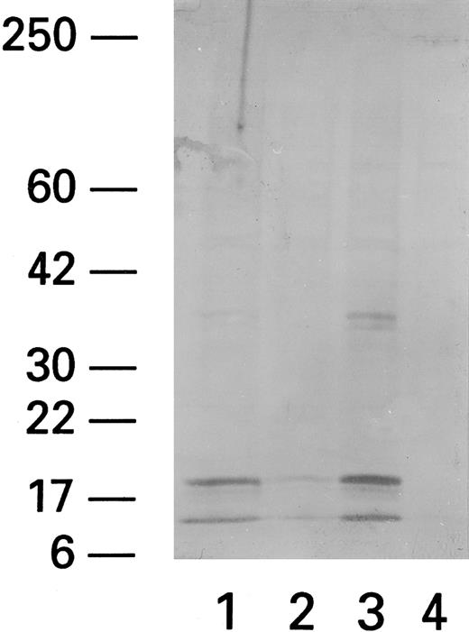 Fig. 7. ICE expression in lymphocytes after cocultivation with CH11. Western blot of CH11-treated (Fas triggering MoAb) (1), ZB4-treated (Fas blocking MoAb) (2), CH11/PHA-treated (3), and untreated (4) subjects shows two bands at 10 and 20 kD MW. The higher MW band at 36 to 38 kD probably represents a nonspecific band that has been reported by the manufacturer (Kamyia).