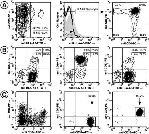 Fig. 4. Engraftment of human fetal thymic and BM tissue implanted in SCID mice by CD4− CD34++ Lin− LDFL and CD4+ CD34++ Lin− LDFL progenitors. Generation of CD3+, CD4 SP, and CD8 SP and DP thymocytes by 50 HLA-A3− CD4+ CD34++ Lin− LDFL cells injected into an HLA-A3+ thymic implant 95 days before analysis. Note the presence of a small (<1.9%) fraction of CD3+ HLA-A3+ host cells (A). Generation of CD34+, CD19+, and CD33+ cells by 200 HLA-A3+ CD4+ CD34++ Lin− LDFL cells injected into human fetal bone fragments (HLA-A3−) 125 days before analysis (B). The data are shown using 3% (A) and 2% (B) linear-density contour plots with 1 degree of smoothing. Analysis of CD4 and CD34 expression on Lin− PI− LDFL cells before (C, left) and after FACS (C, center and right). Ten thousand PI− events were collected for the sort reanalysis shown. These sorted cells are donor B in Table 2 and donor D in Table 3.