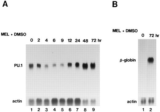 Fig. 1. Northern blot analysis of expression of the PU.1/Spi-1 gene (A) and the β-globin gene (B) in MEL-B8/3 cells after the differentiation induction. Total RNA was extracted from the cells at the indicated time after the addition of 1.5% DMSO to the culture, separated in a 1.0% agarose gel, transferred to a nylon membrane, and then hybridized with 32P-labeled probes.