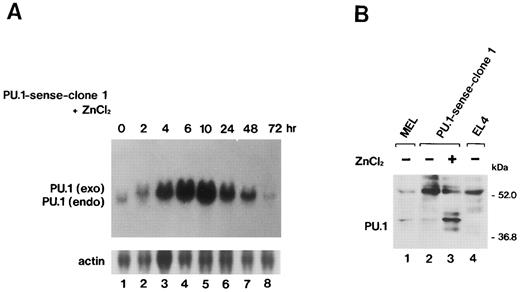 Fig. 2. (A) Northern blot analysis of induction of PU.1/Spi-1 gene expression in the PU.1-sense transfectants. Total RNA was extracted from the PU.1-sense clone 1 cells at the indicated time after the addition of 100 μmol/L ZnCl2 to the culture and hybridized with 32P-labeled probes. (B) Western blot analysis of overexpression of the PU.1 protein in the PU.1-sense transfectants. Total protein was extracted from the parental MEL-B8/3 cells (lane 1), PU.1-sense clone 1 cells (lane 2), and PU.1-sense clone 1 cells cultured for 8 hours with 100 μmol/L ZnCl2 (lane 3) and was probed with antimouse PU.1 antibody. Total protein of PU.1-negative T-cell lymphoma EL4 was also loaded as a negative control (lane 4). (C) Western blot analysis of suppression of expression of the PU.1 protein in the PU.1-antisense transfectants. Total protein was extracted from the PU.1-sense clone 1 cells cultured for 8 hours with 100 μmol/L ZnCl2 (lane 1), PU.1-antisense clone 1 cells (lane 2), and PU.1-antisense clone 1 cells cultured for 10 hours (lane 3), 24 hours (lane 4), and 48 hours (lane 5) with 100 μmol/L ZnCl2 and was probed with antimouse PU.1 antibody.